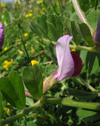 Fotografia de capa Vicia sativa subesp. sativa - do Jardim Botânico