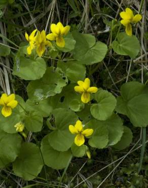 Fotografia 10 da espécie Viola biflora no Jardim Botânico UTAD