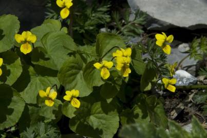Fotografia da espécie Viola biflora