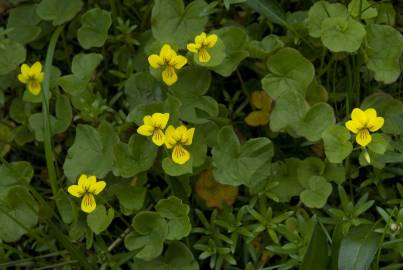 Fotografia da espécie Viola biflora