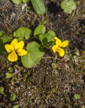 Fotografia 13 da espécie Viola biflora no Jardim Botânico UTAD