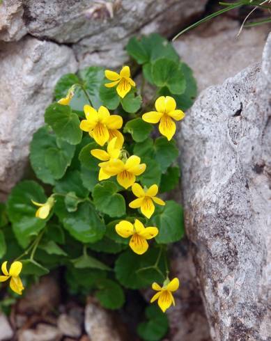 Fotografia de capa Viola biflora - do Jardim Botânico