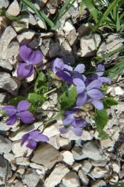 Fotografia da espécie Viola hirta