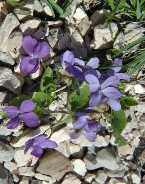 Fotografia 7 da espécie Viola hirta no Jardim Botânico UTAD