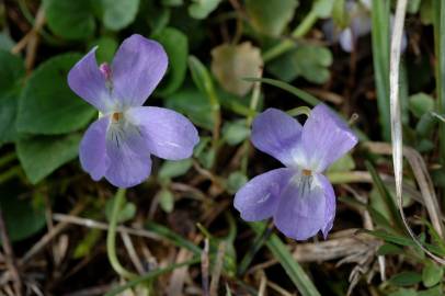 Fotografia da espécie Viola hirta