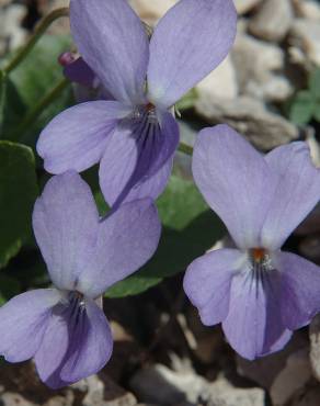 Fotografia 9 da espécie Viola hirta no Jardim Botânico UTAD