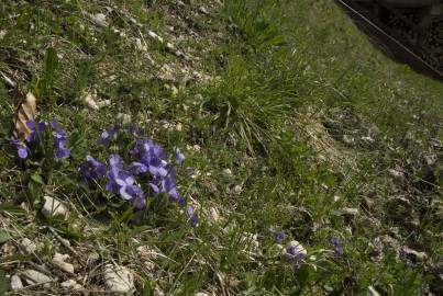 Fotografia da espécie Viola hirta