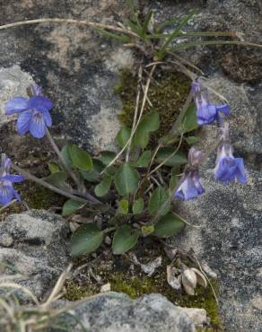 Fotografia 11 da espécie Viola hirta no Jardim Botânico UTAD