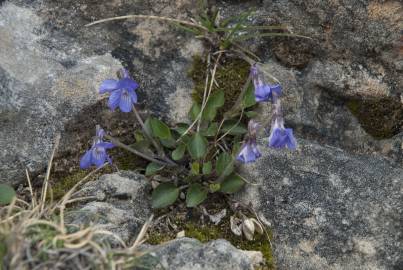 Fotografia da espécie Viola hirta