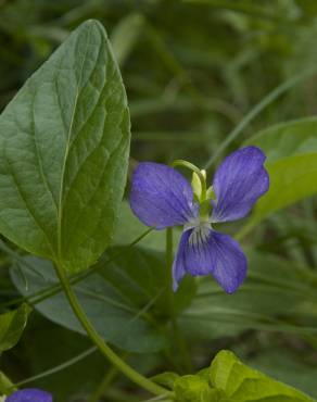 Fotografia 12 da espécie Viola hirta no Jardim Botânico UTAD