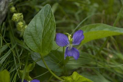 Fotografia da espécie Viola hirta