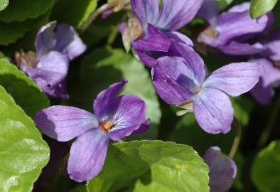 Fotografia da espécie Viola odorata