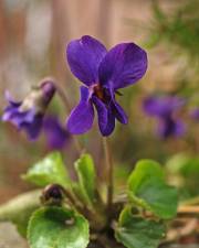 Fotografia da espécie Viola odorata