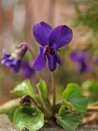 Fotografia da espécie Viola odorata