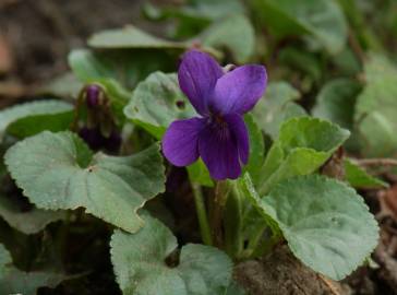 Fotografia da espécie Viola odorata