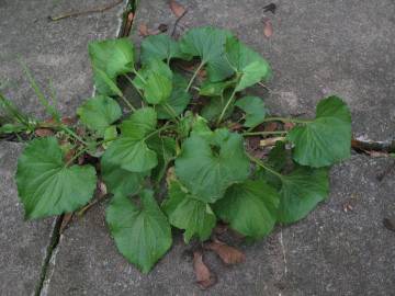 Fotografia da espécie Viola odorata