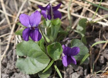 Fotografia da espécie Viola odorata