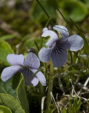 Fotografia 6 da espécie Viola palustris subesp. palustris no Jardim Botânico UTAD