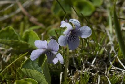 Fotografia da espécie Viola palustris subesp. palustris