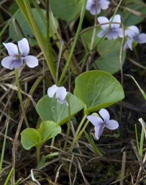 Fotografia 7 da espécie Viola palustris subesp. palustris no Jardim Botânico UTAD