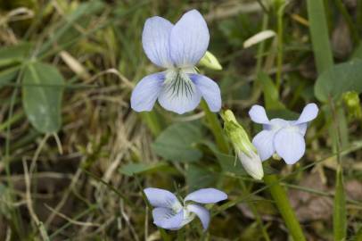 Fotografia da espécie Viola palustris subesp. palustris