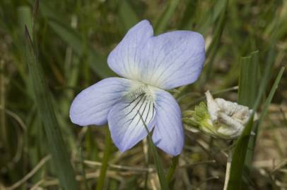 Fotografia da espécie Viola palustris subesp. palustris