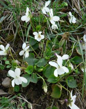 Fotografia 9 da espécie Viola suavis no Jardim Botânico UTAD