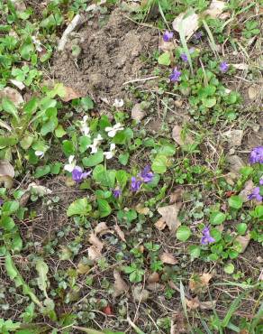 Fotografia 10 da espécie Viola suavis no Jardim Botânico UTAD