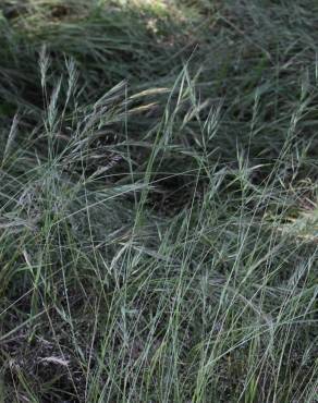 Fotografia 5 da espécie Vulpia bromoides no Jardim Botânico UTAD