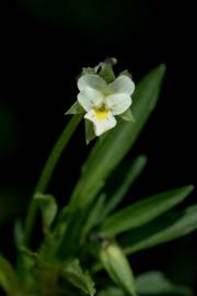 Fotografia da espécie Viola arvensis