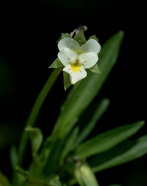 Fotografia 13 da espécie Viola arvensis no Jardim Botânico UTAD