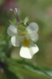 Fotografia da espécie Viola arvensis