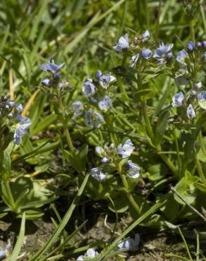 Fotografia 8 da espécie Veronica serpyllifolia subesp. serpyllifolia no Jardim Botânico UTAD