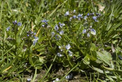 Fotografia da espécie Veronica serpyllifolia subesp. serpyllifolia