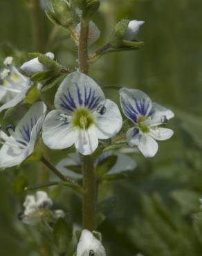 Fotografia 9 da espécie Veronica serpyllifolia subesp. serpyllifolia no Jardim Botânico UTAD