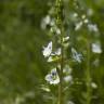 Fotografia 10 da espécie Veronica serpyllifolia subesp. serpyllifolia do Jardim Botânico UTAD