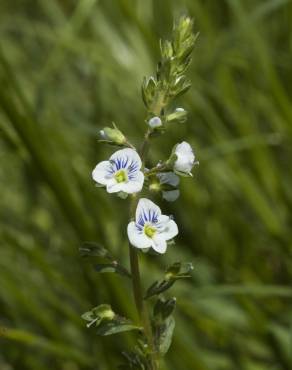 Fotografia 11 da espécie Veronica serpyllifolia subesp. serpyllifolia no Jardim Botânico UTAD