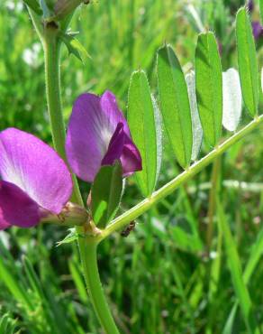 Fotografia 11 da espécie Vicia sativa subesp. nigra no Jardim Botânico UTAD