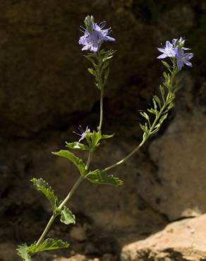 Fotografia 10 da espécie Veronica officinalis no Jardim Botânico UTAD