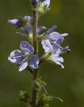 Fotografia 11 da espécie Veronica officinalis no Jardim Botânico UTAD