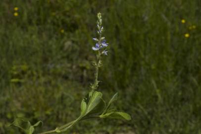 Fotografia da espécie Veronica officinalis