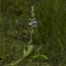 Fotografia 13 da espécie Veronica officinalis do Jardim Botânico UTAD