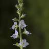 Fotografia 14 da espécie Veronica officinalis do Jardim Botânico UTAD