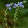 Fotografia 15 da espécie Veronica officinalis do Jardim Botânico UTAD