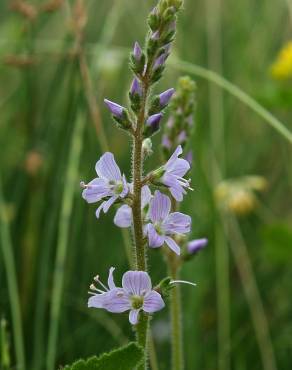 Fotografia 17 da espécie Veronica officinalis no Jardim Botânico UTAD