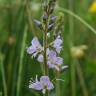 Fotografia 17 da espécie Veronica officinalis do Jardim Botânico UTAD