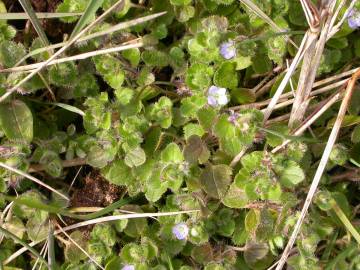 Fotografia da espécie Veronica hederifolia