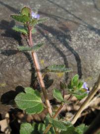 Fotografia da espécie Veronica hederifolia