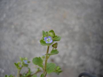 Fotografia da espécie Veronica hederifolia