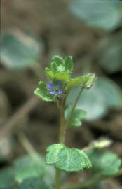 Fotografia da espécie Veronica hederifolia